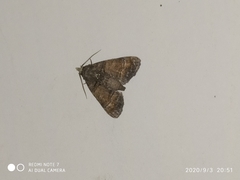 Lepidoptera