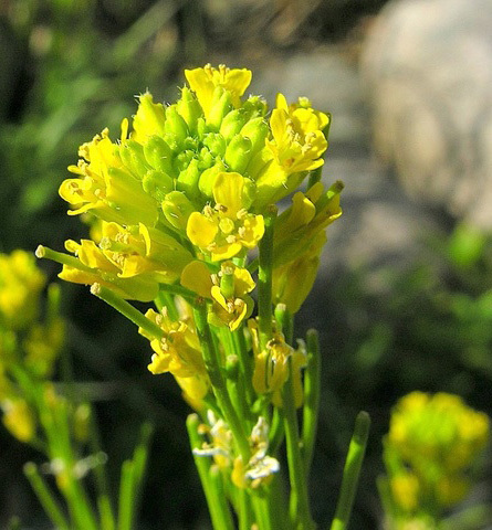 Barbarea stricta