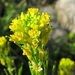 Small-flowered Winter-Cress - Photo Шувакиш, no known copyright restrictions (public domain)