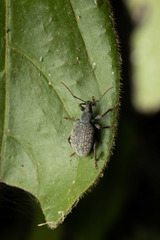 Otiorhynchus aurifer