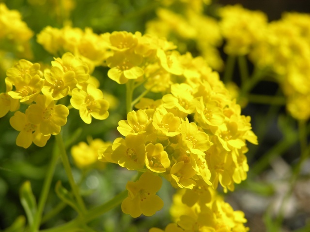 Aurinia saxatilis