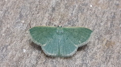 Phaiogramma faustinata