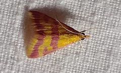Pyrausta sanguinalis