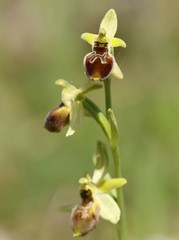 Ophrys exaltata archipelagi