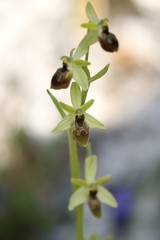 Ophrys exaltata archipelagi
