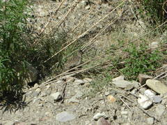 Nothoprocta pentlandii