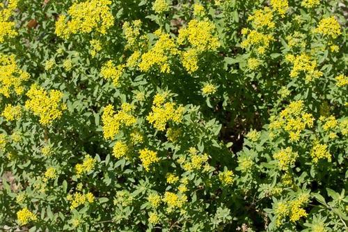Yellow-tuft (Alyssum murale)