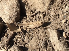 Trimerotropis thalassica