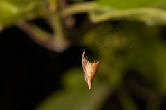 Rhomphaea nasica