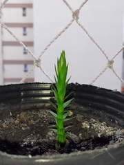 Araucaria angustifolia