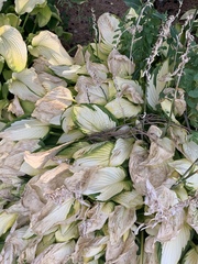 Hosta albofarinosa