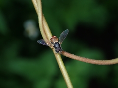 Paragus crenulatus