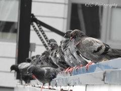 Columba livia domestica