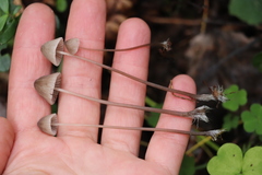 Mycena mirata