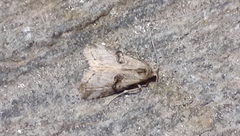 Zebeeba falsalis