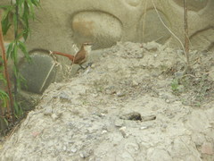 Ochetorhynchus andaecola