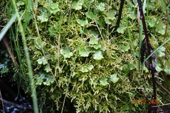 Marchantia polymorpha montivagans