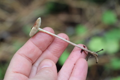 Hypholoma polytrichi