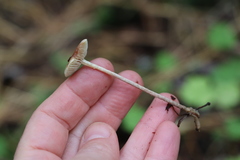 Hypholoma polytrichi