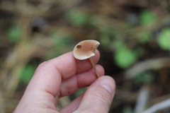 Hypholoma polytrichi