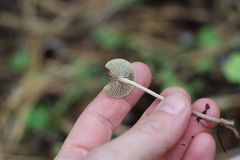 Hypholoma polytrichi