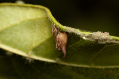 Rhomphaea nasica
