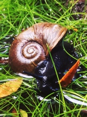 Macrocyclis peruvianus
