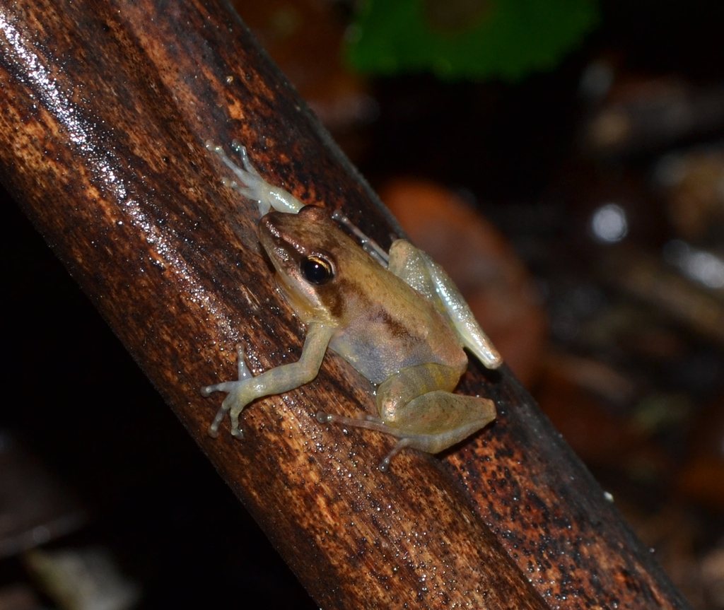 Blommersia sarotra