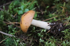 Cortinarius polymorphus