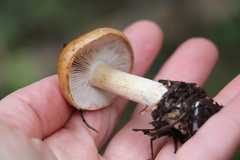 Cortinarius polymorphus