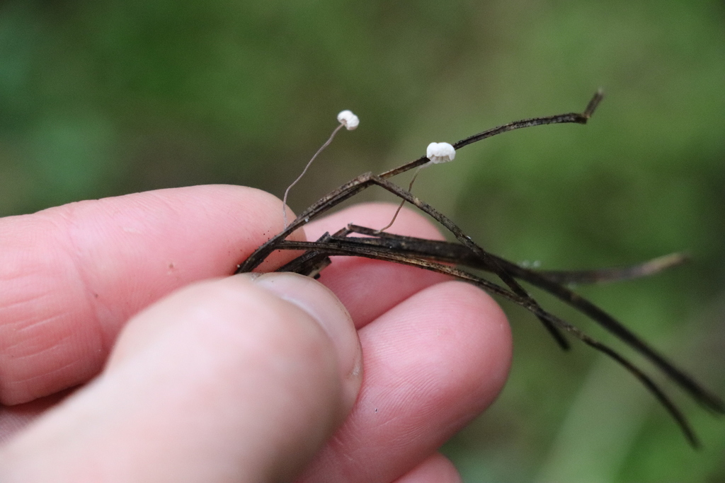 Marasmius minutissimus