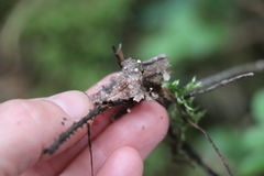 Marasmius minutissimus