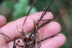 Marasmius minutissimus