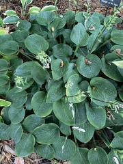 Hosta jonesii