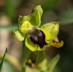 Ophrys lutea phryganae