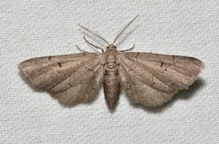 Exelis pyrolaria