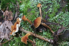 Cystoderma jasonis