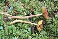 Cortinarius bataillei