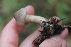 Cortinarius betuletorum