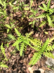 Chrysactinia pinnata