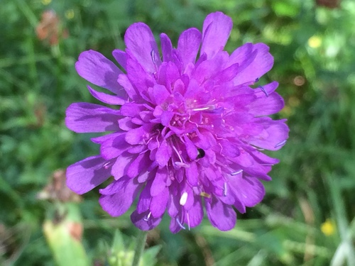 Knautia dipsacifolia (Knautia dipsacifolia)