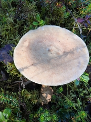 Lactarius utilis