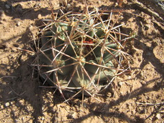 Coryphantha robustispina scheeri