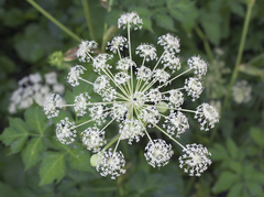 Angelica pubescens