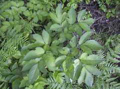 Angelica pubescens