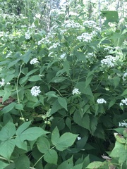 Ageratina altissima