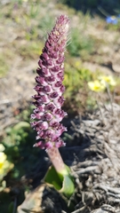 Lachenalia elegans