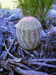 Echinocereus pectinatus pectinatus