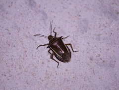 Andrallus spinidens