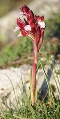 Anacamptis papilionacea
